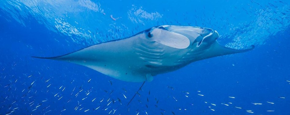 Parque Nacional Coiba, Patrimonio de la Humanidad de la UNESCO